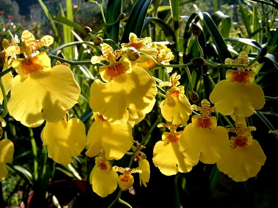 [Foto de planta, jardin, jardineria]