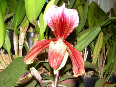 [Foto de planta, jardin, jardineria]