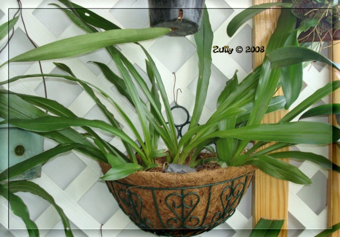 [Foto de planta, jardin, jardineria]
