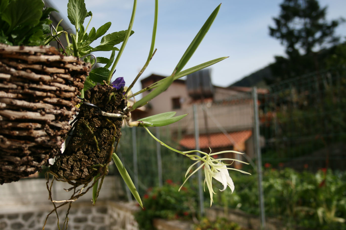 [Foto de planta, jardin, jardineria]