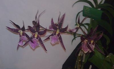 [Foto de planta, jardin, jardineria]