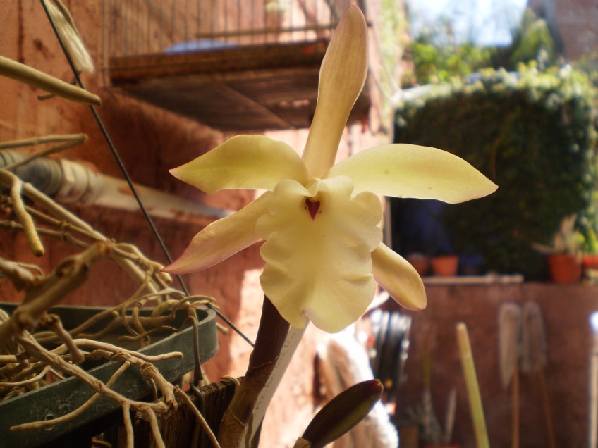 [Foto de planta, jardin, jardineria]