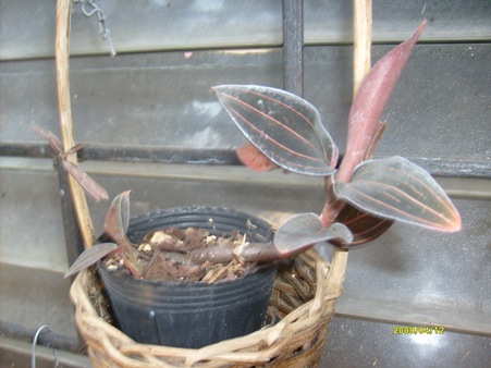 [Foto de planta, jardin, jardineria]