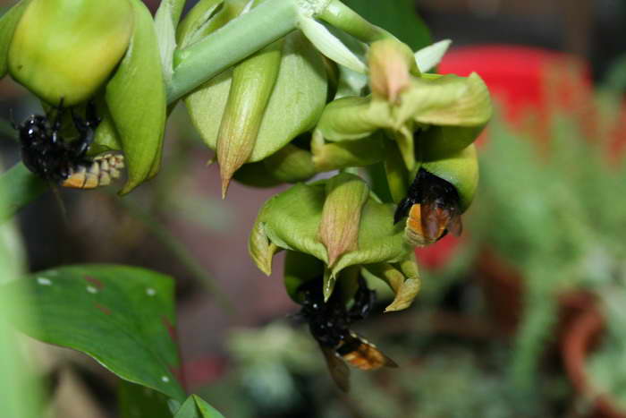 [Foto de planta, jardin, jardineria]