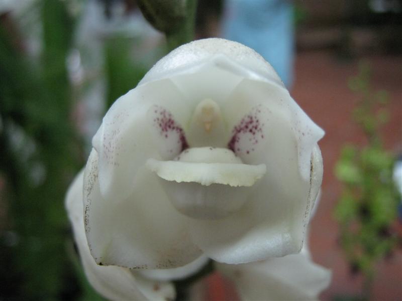 Peristeria elata - Orquídeas