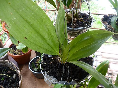 [Foto de planta, jardin, jardineria]