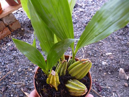 [Foto de planta, jardin, jardineria]