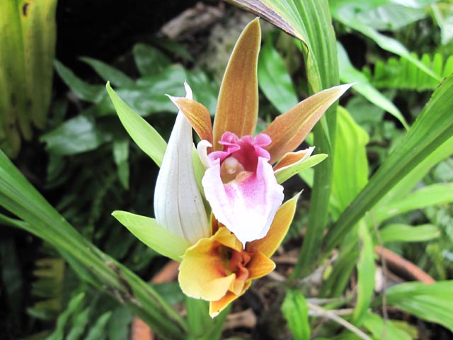 [Foto de planta, jardin, jardineria]