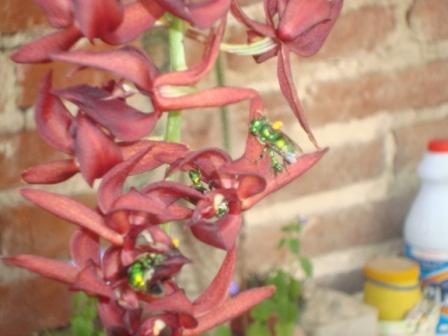 [Foto de planta, jardin, jardineria]