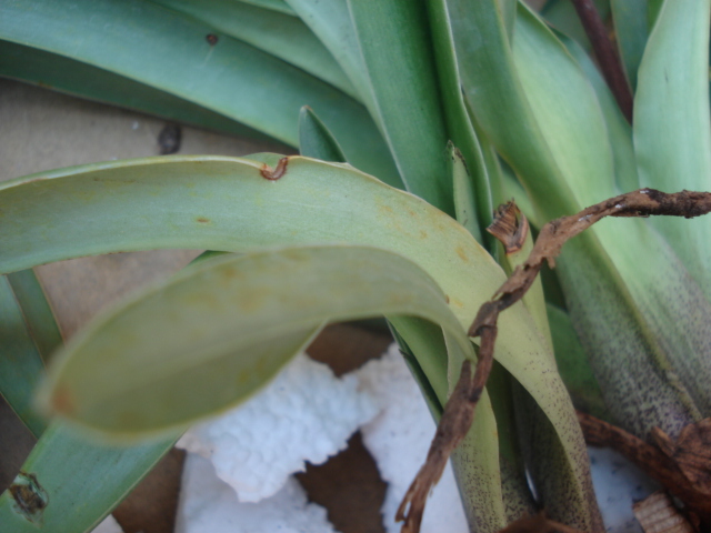 [Foto de planta, jardin, jardineria]