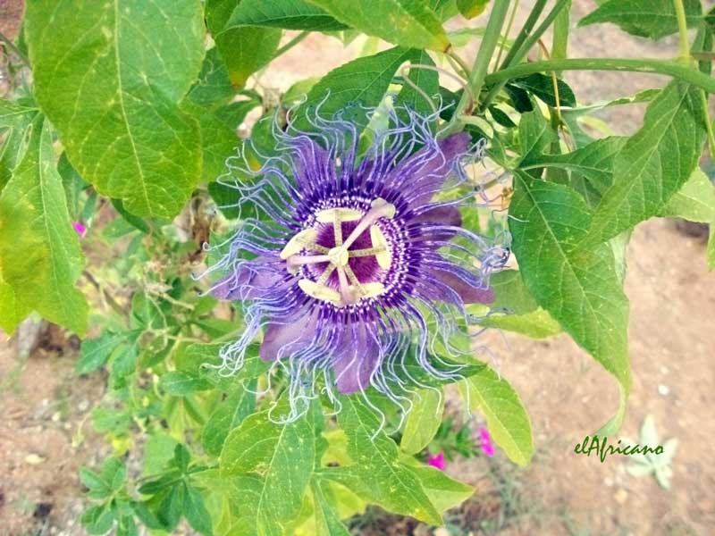 [Foto de planta, jardin, jardineria]