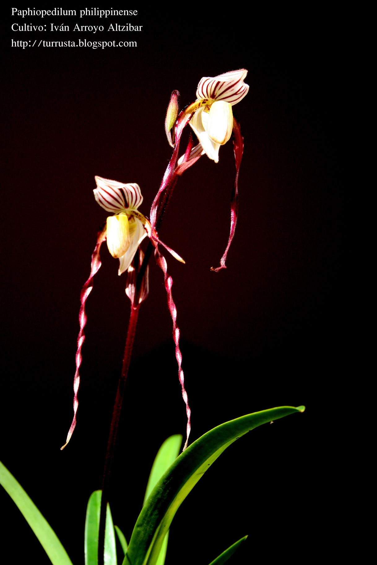 Paphiopedilum