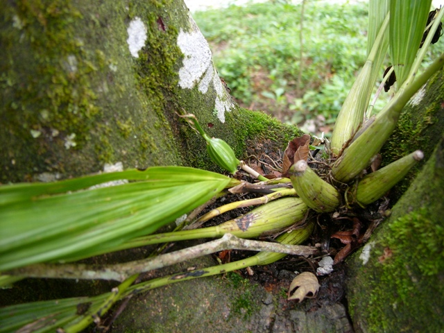 [Foto de planta, jardin, jardineria]