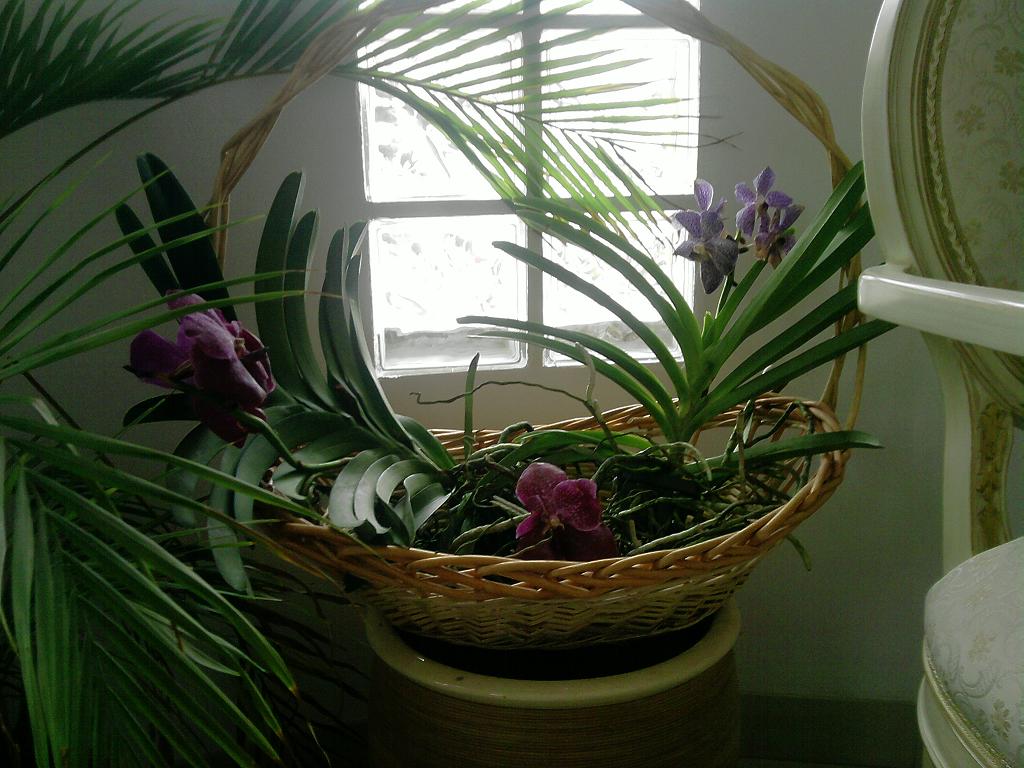 [Foto de planta, jardin, jardineria]