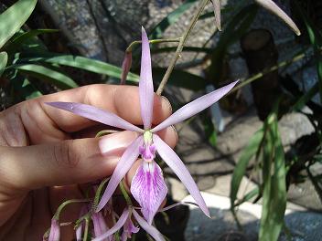 [Foto de planta, jardin, jardineria]