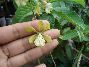 [Foto de planta, jardin, jardineria]