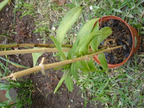 [Foto de planta, jardin, jardineria]