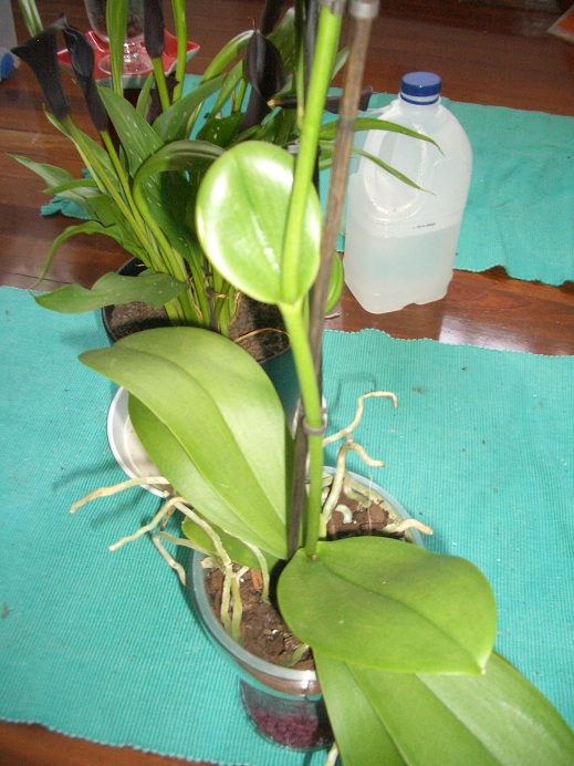 [Foto de planta, jardin, jardineria]