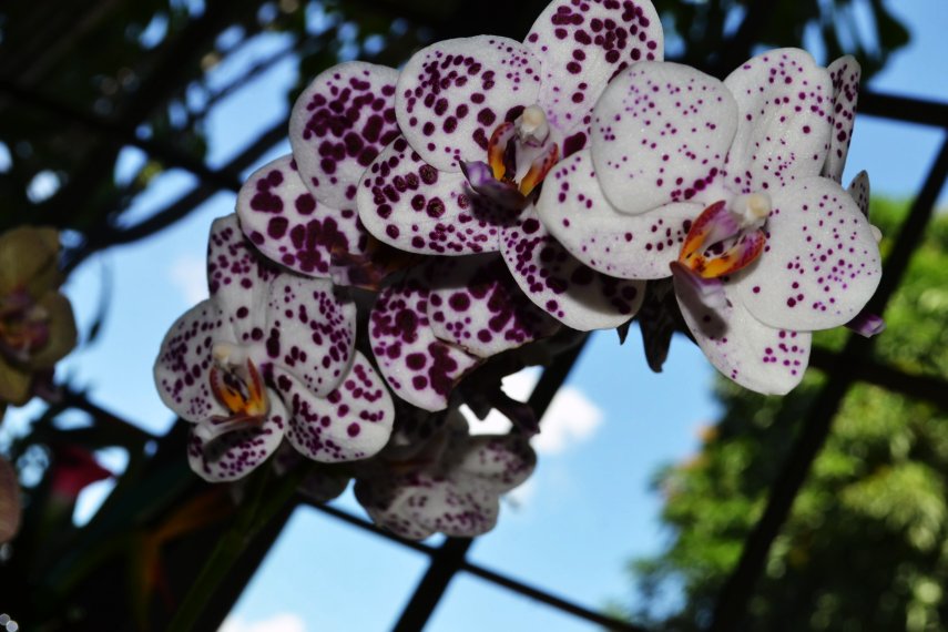 [Foto de planta, jardin, jardineria]