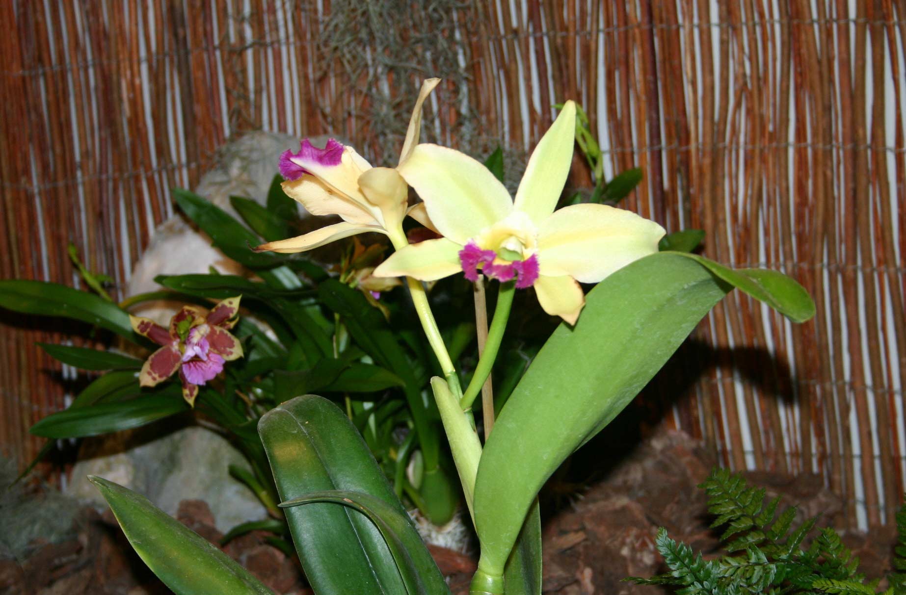 [Foto de planta, jardin, jardineria]