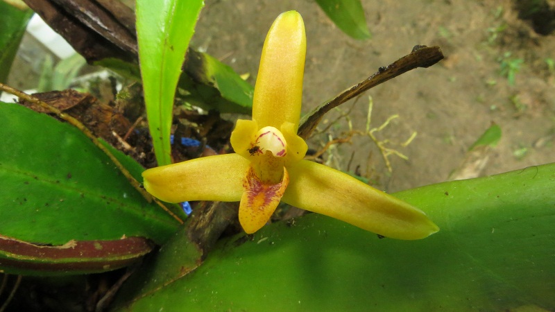 [Foto de planta, jardin, jardineria]