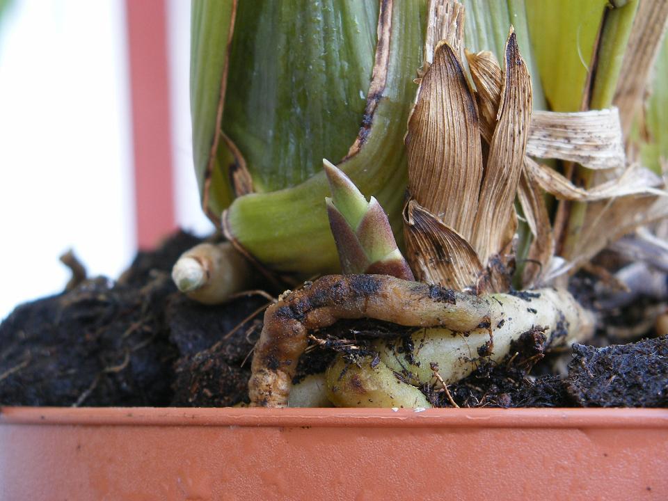 [Foto de planta, jardin, jardineria]