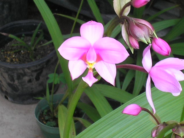 [Foto de planta, jardin, jardineria]