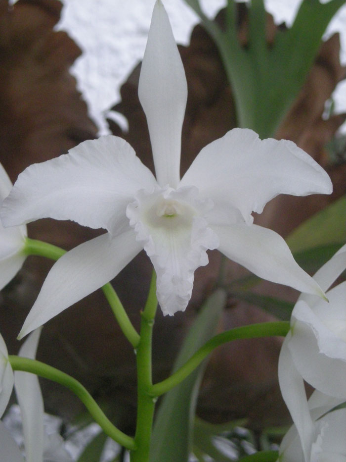 [Foto de planta, jardin, jardineria]