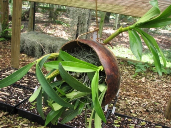 [Foto de planta, jardin, jardineria]