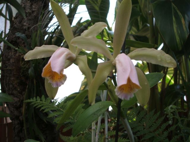 [Foto de planta, jardin, jardineria]