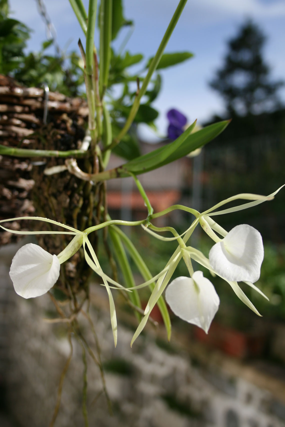 [Foto de planta, jardin, jardineria]