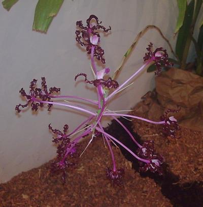 [Foto de planta, jardin, jardineria]