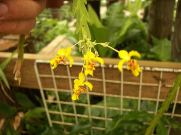 [Foto de planta, jardin, jardineria]