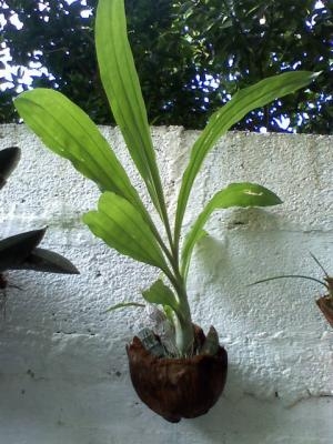 [Foto de planta, jardin, jardineria]