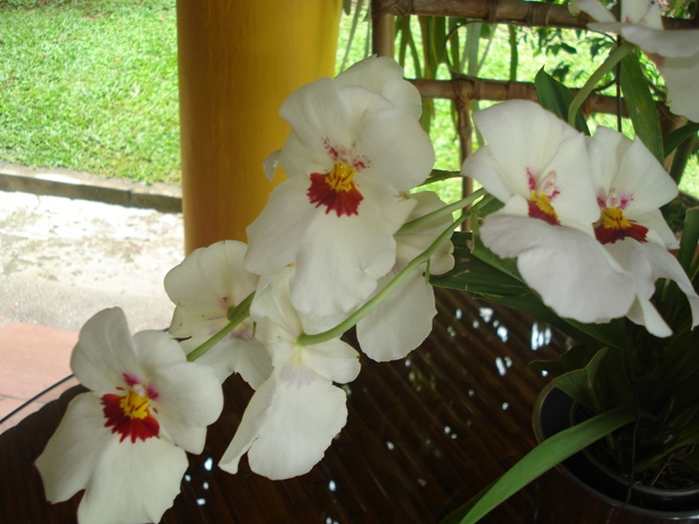 [Foto de planta, jardin, jardineria]