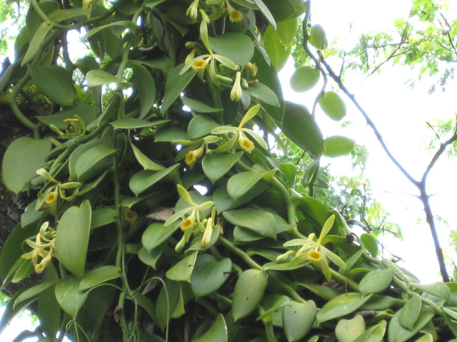 [Foto de planta, jardin, jardineria]