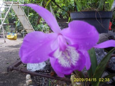 [Foto de planta, jardin, jardineria]