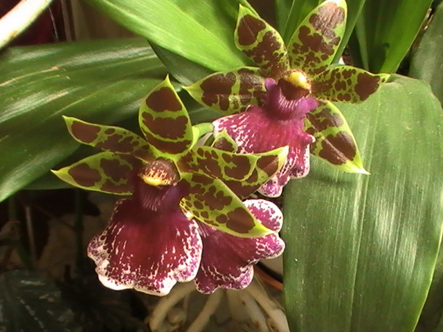 [Foto de planta, jardin, jardineria]