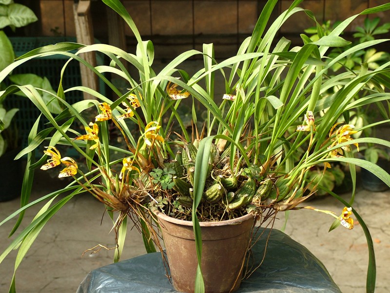 [Foto de planta, jardin, jardineria]