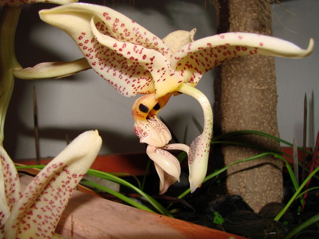 [Foto de planta, jardin, jardineria]