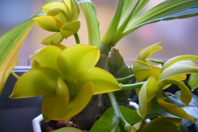 [Foto de planta, jardin, jardineria]