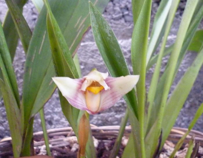 [Foto de planta, jardin, jardineria]