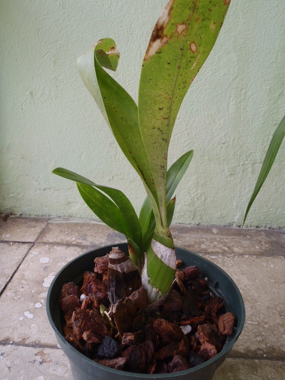 [Foto de planta, jardin, jardineria]