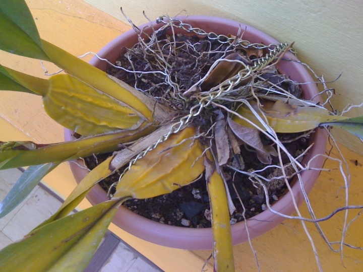 [Foto de planta, jardin, jardineria]