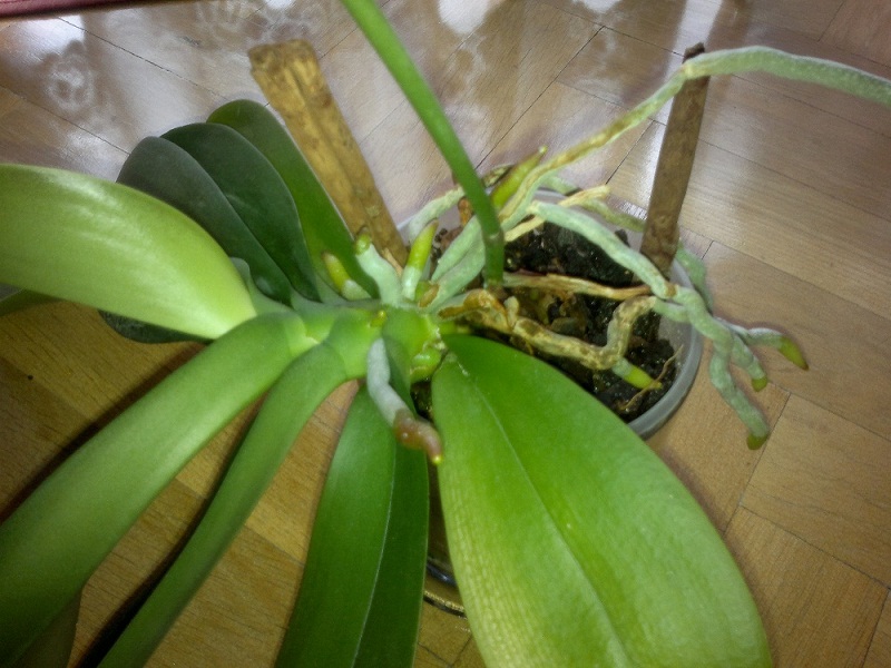 [Foto de planta, jardin, jardineria]