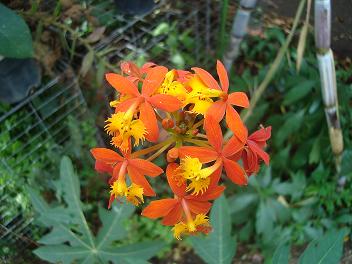 [Foto de planta, jardin, jardineria]