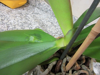 [Foto de planta, jardin, jardineria]