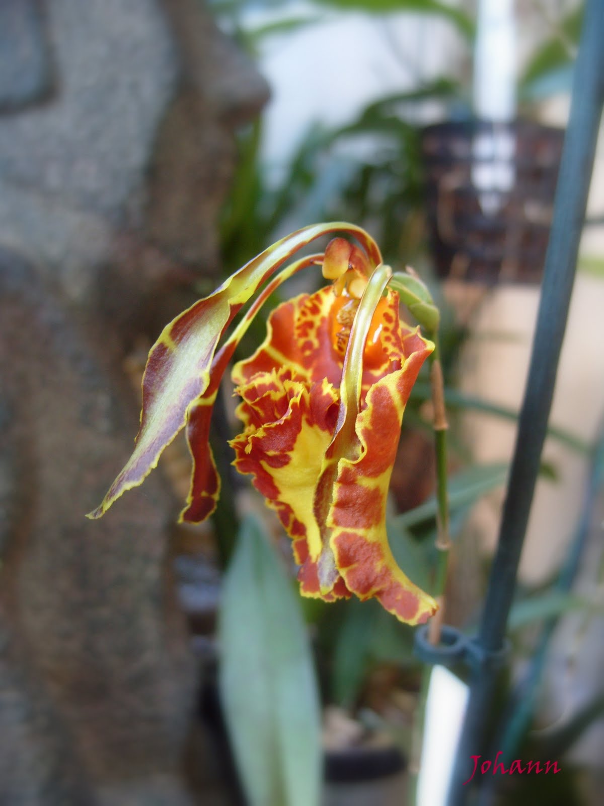[Foto de planta, jardin, jardineria]