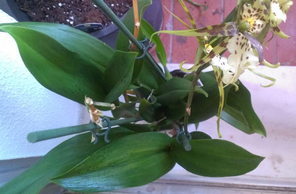 [Foto de planta, jardin, jardineria]
