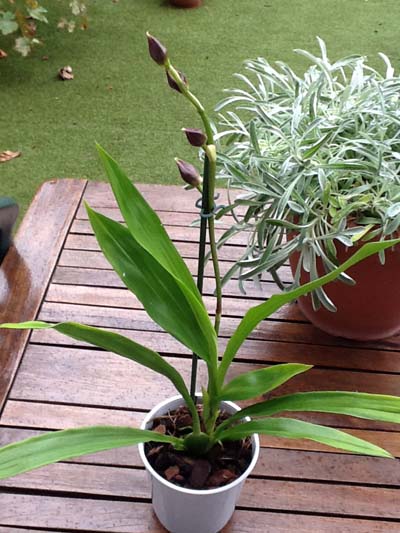 [Foto de planta, jardin, jardineria]